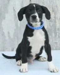 A young large-sized male Catahoula Leopard Dog dog named Tip for adoption in Kansas City, MO