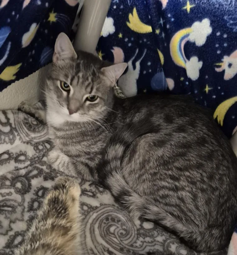 A young medium-sized male Domestic Short Hair cat named Meatball for adoption in Hagerstown, MD