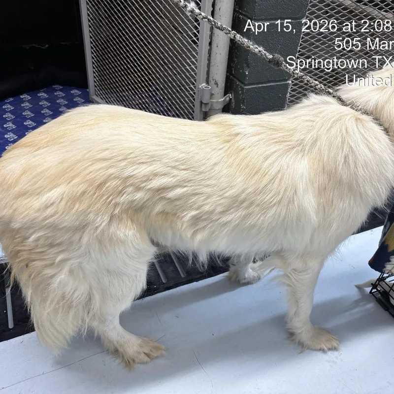 A young large-sized female White / Cream Great Pyrenees dog named Rockies for adoption in Springtown, TX