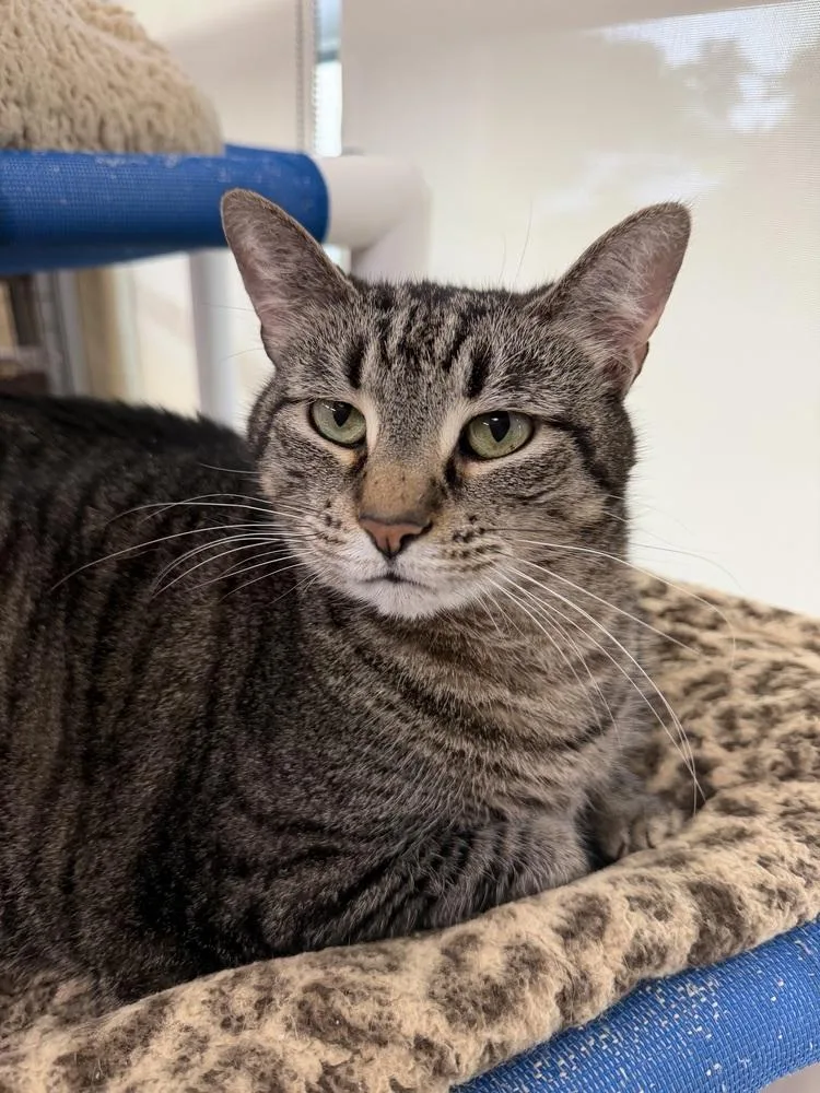 A senior large-sized female Domestic Short Hair cat named Bonnie Anne for adoption in Kalamazoo, MI