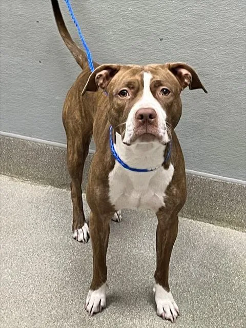 An adult medium-sized female Pit Bull Terrier dog named Zella for adoption in Las Vegas, NV