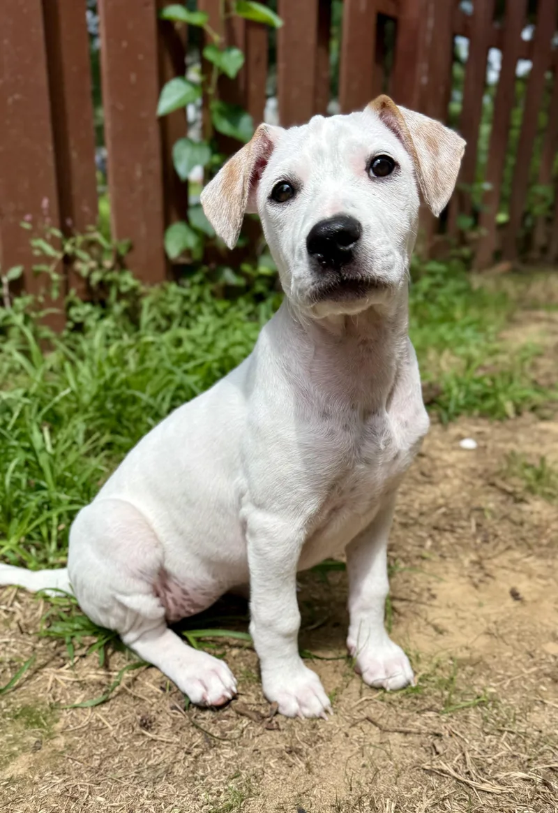 A baby medium-sized female Mixed Breed dog named Ruby for adoption in Avondale, PA