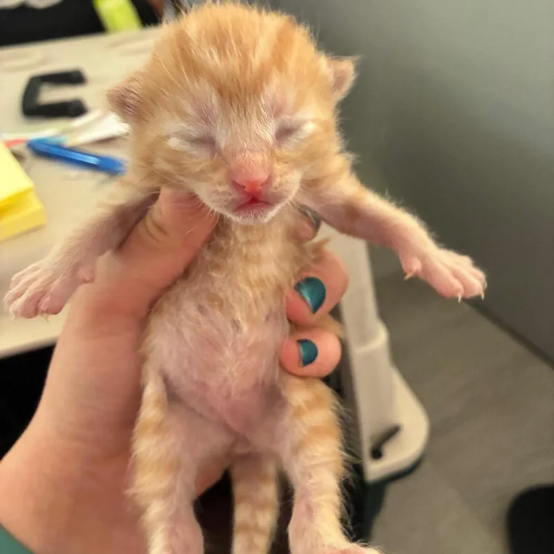 A baby small-sized female Domestic Short Hair cat named Hollyhocks for adoption in Portage, MI