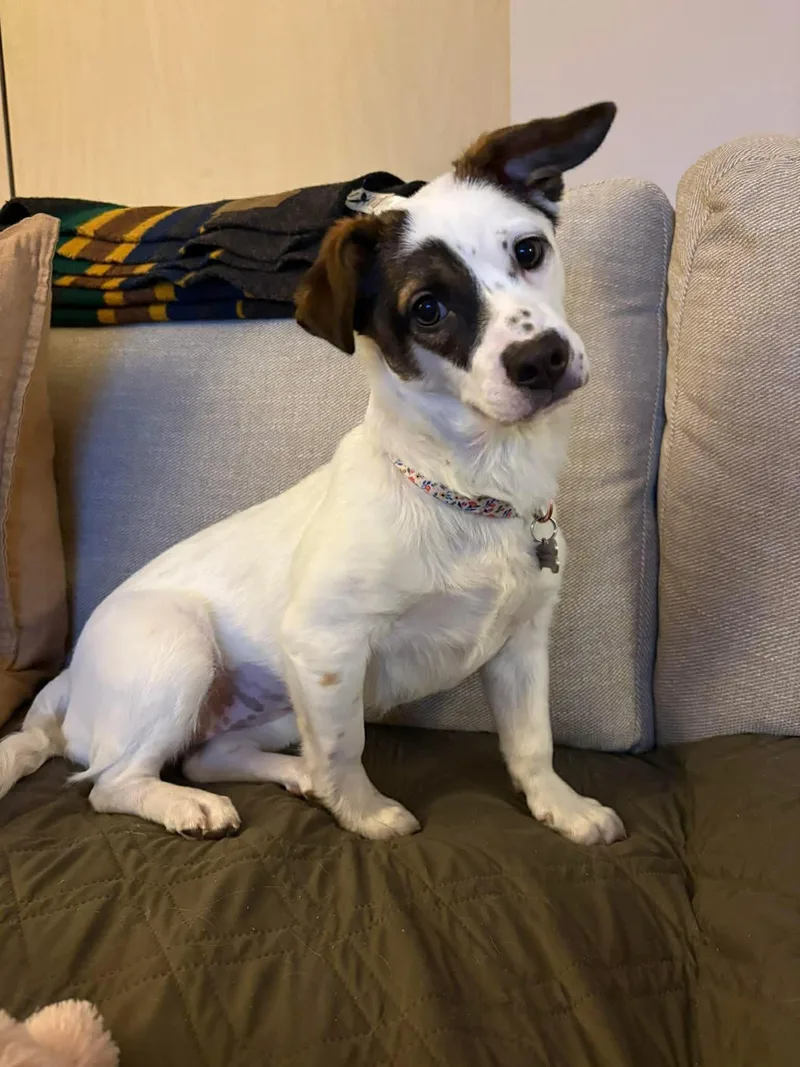 A young small-sized female Jack Russell Terrier dog named Pimento for adoption in Grand Forks, ND