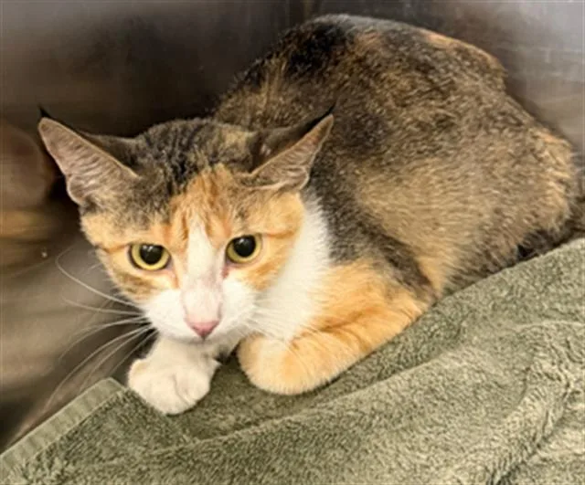 A young medium-sized female Domestic Short Hair cat named Curry for adoption in Dallas, TX