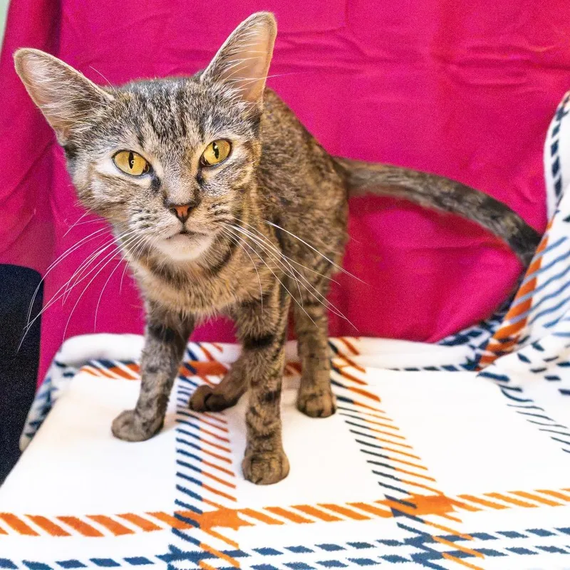 A young small-sized female Brown / Chocolate Domestic Short Hair cat named Cake for adoption in South Elgin, IL