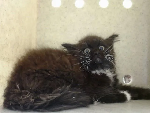 A baby small-sized male Domestic Medium Hair cat named A for adoption in Moreno Valley, CA