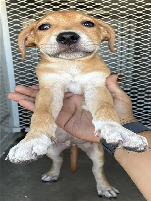 A baby small-sized female Pit Bull Terrier dog named Lyra for adoption in Bakersfield, CA