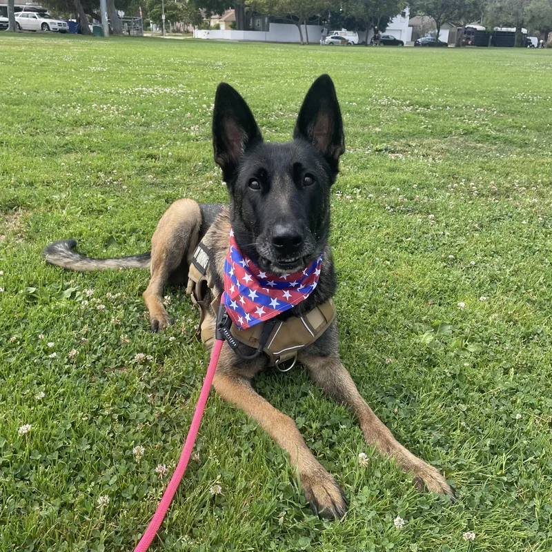 A young medium-sized female Belgian Shepherd / Malinois dog named Diamond for adoption in Thousand Oaks, CA