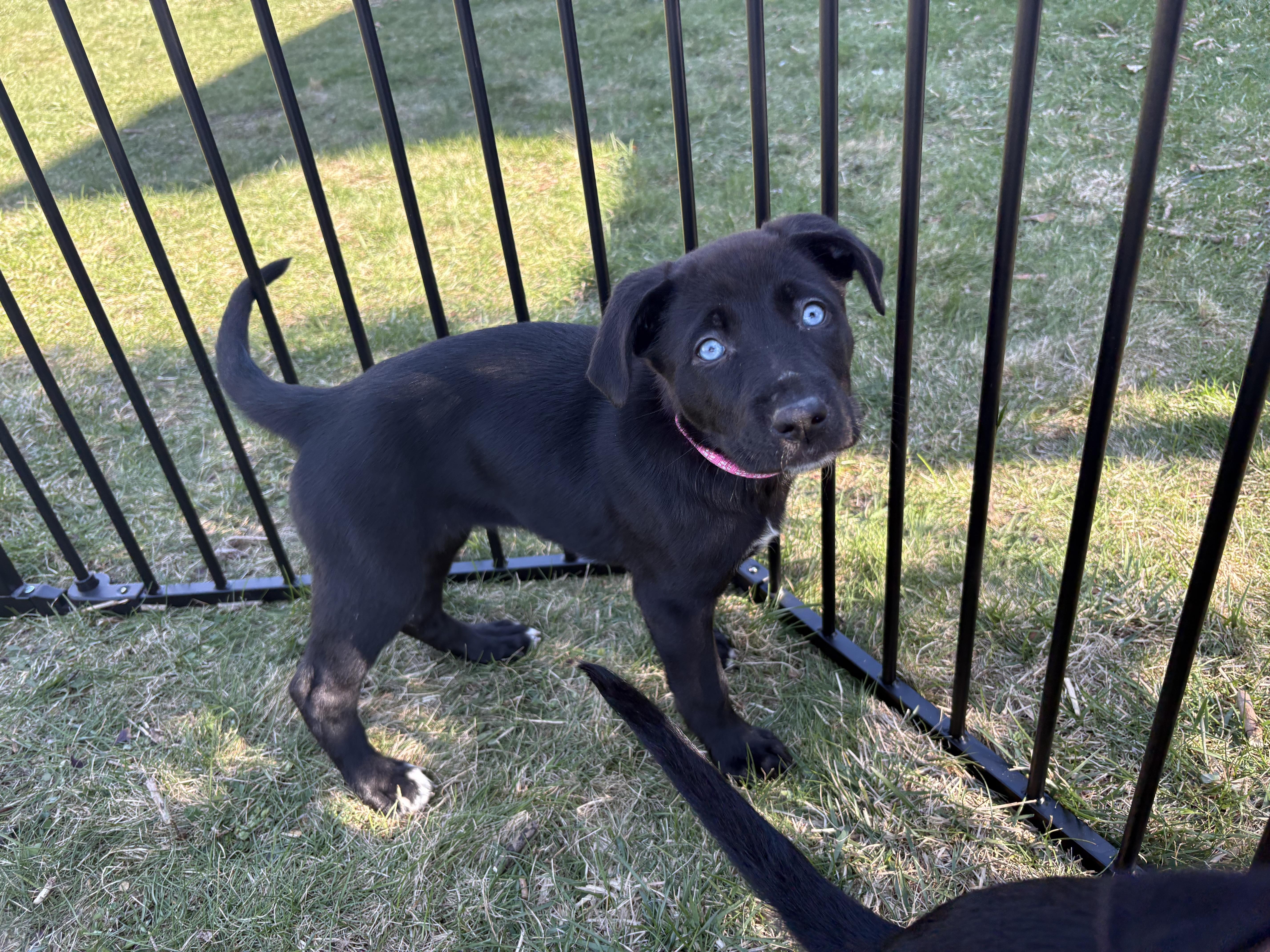 A baby large-sized female Rottweiler dog named Bleu for adoption in New Baltimore, MI