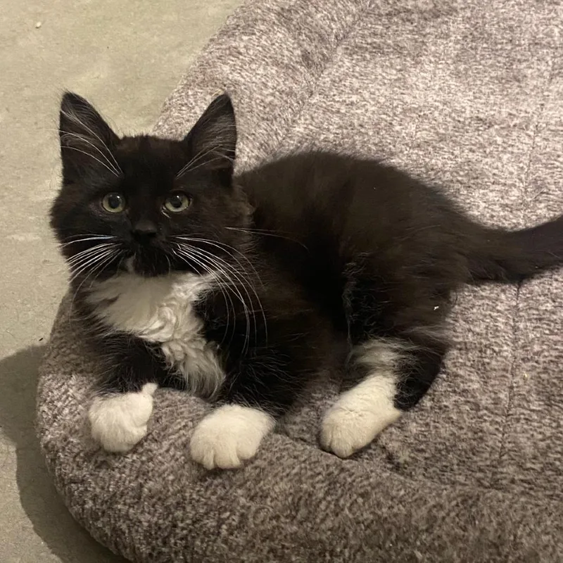 A baby small-sized male Domestic Medium Hair cat named Viktor for adoption in Nampa, ID
