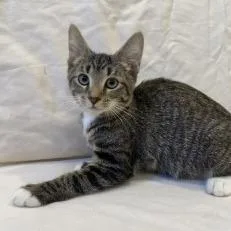 A baby small-sized female Brown / Chocolate Domestic Short Hair cat named Dandelion for adoption in Brea, CA