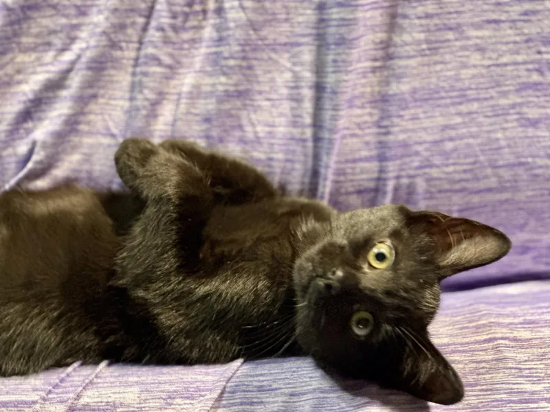 A baby medium-sized female Domestic Short Hair cat named Carrie for adoption in Forest, VA