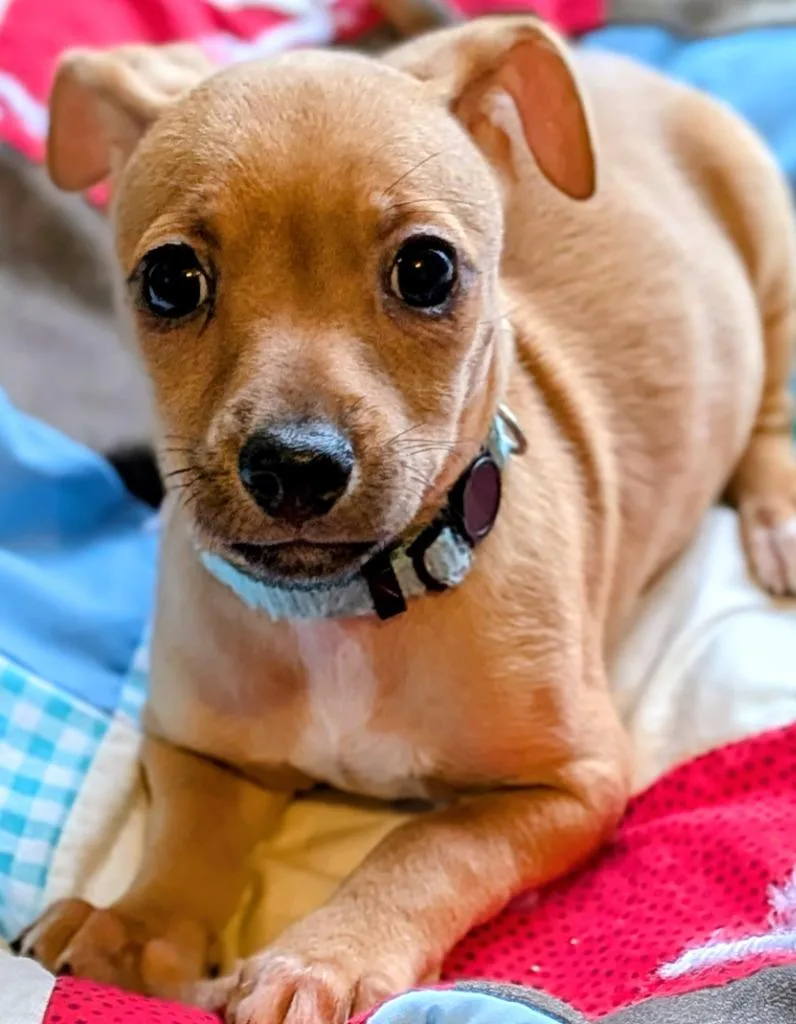 A baby small-sized male Miniature Pinscher dog named Moe for adoption in St. Augustine, FL