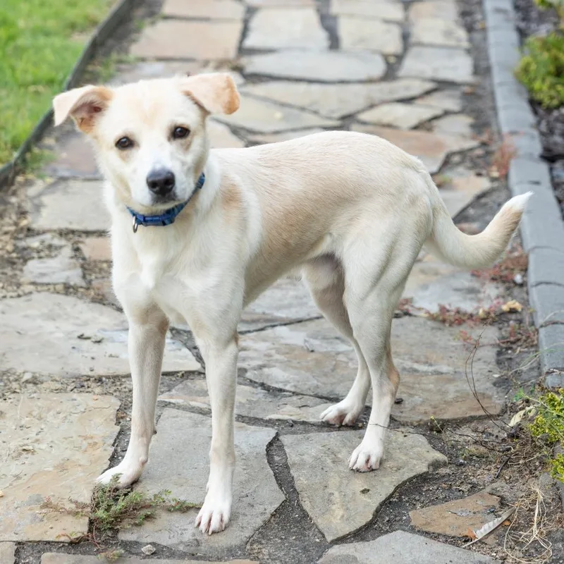 An adult medium-sized male Mixed Breed dog named Waldo for adoption in Cape Girardeau, MO