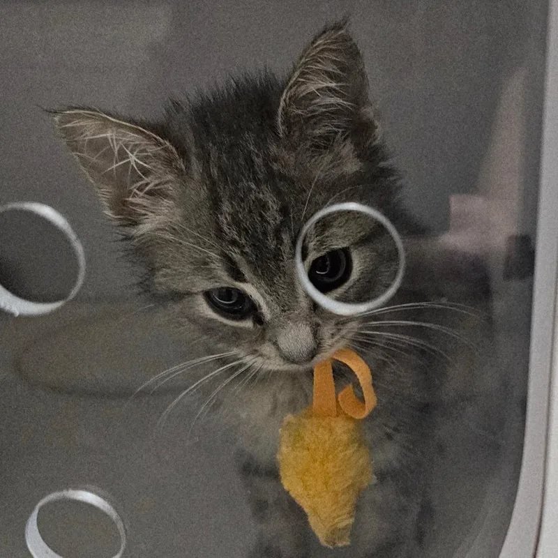 A baby small-sized male Gray / Blue / Silver Domestic Short Hair cat named Cozmo for adoption in Columbus, NC