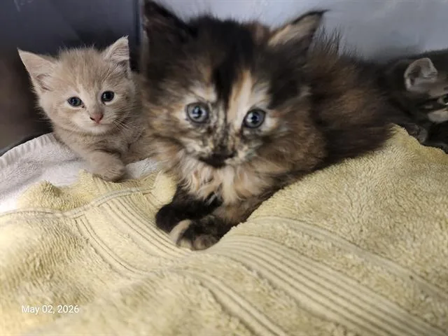 A baby small-sized female Domestic Medium Hair cat named Brie for adoption in Santa Cruz, CA