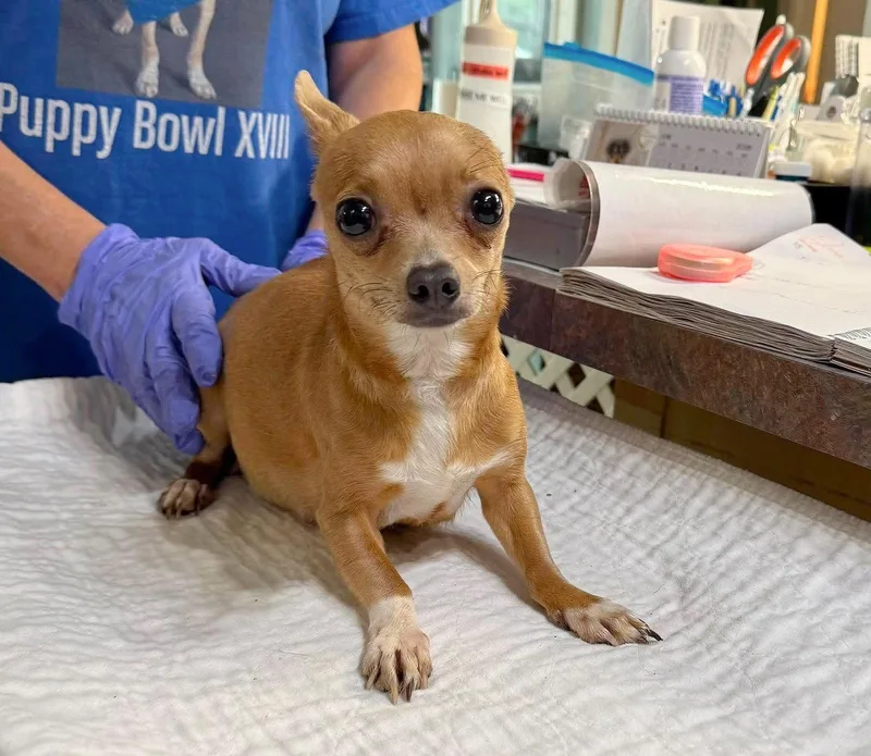 An adult small-sized female Chihuahua dog named Tilly Sue for adoption in Benton, LA