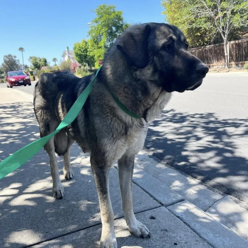 An adult extra large-sized female Bicolor Anatolian Shepherd dog named Tollie for adoption in San Diego, CA