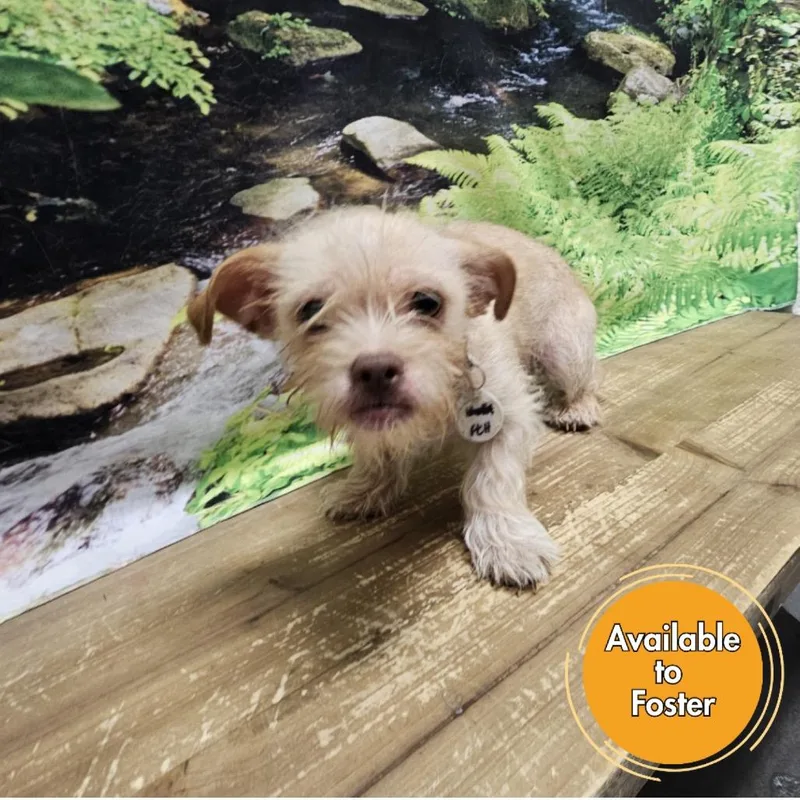 An adult small-sized male Yellow / Tan / Blond / Fawn Brussels Griffon dog named Liam for adoption in Normal, IL