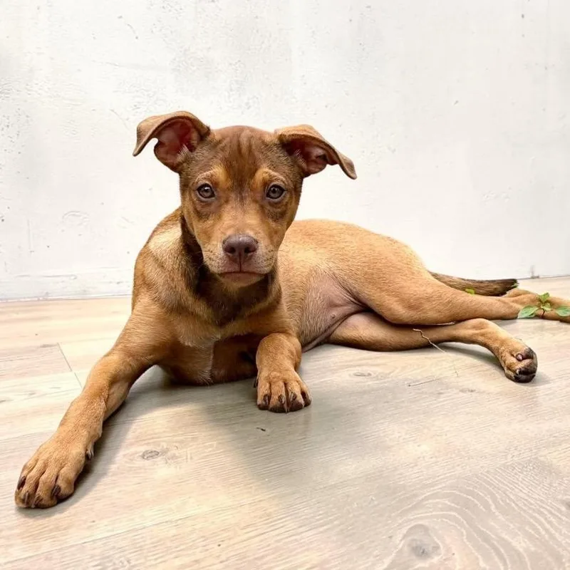 A baby medium-sized female Yellow / Tan / Blond / Fawn Doberman Pinscher dog named Monroe for adoption in Alvin, TX