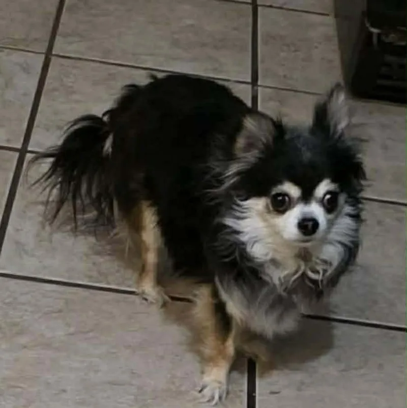 Bella Is . Pounds thumbnail 6