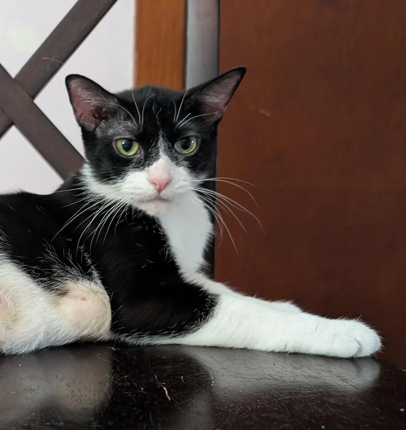 An adult medium-sized female Black & White / Tuxedo Domestic Short Hair cat named Zero for adoption in Cincinnati, OH