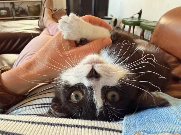 A baby small-sized male Domestic Short Hair cat named FRANK! Frank! for adoption in San Diego, CA