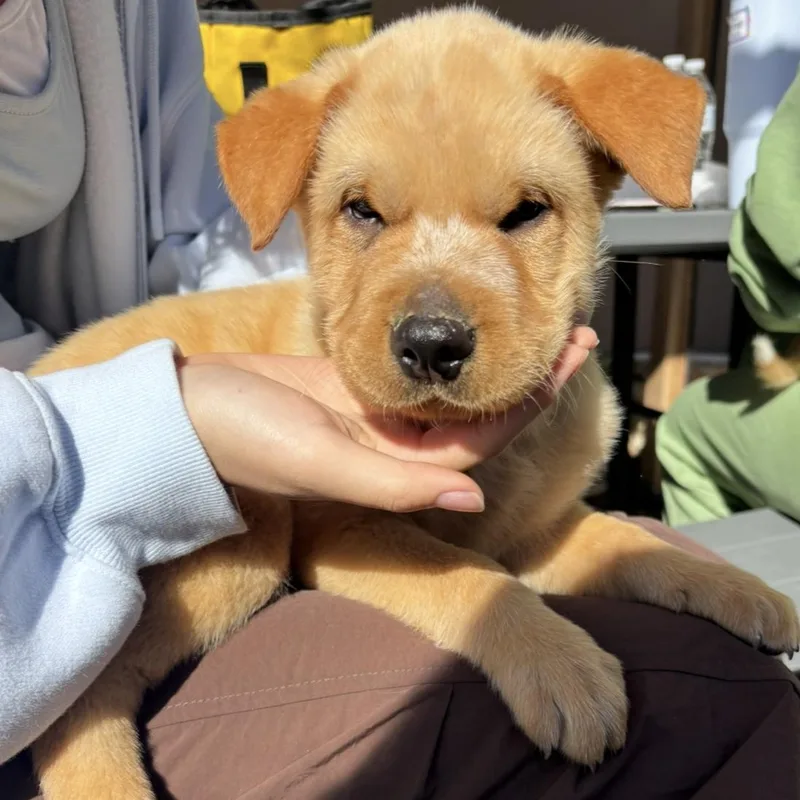 A baby medium-sized male Australian Shepherd dog named Huckleberry for adoption in Rancho Santa Margarita, CA