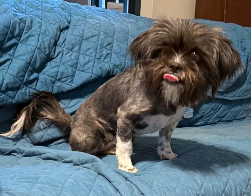A young small-sized female Black Shih Tzu dog named Oreo for adoption in Temple, TX