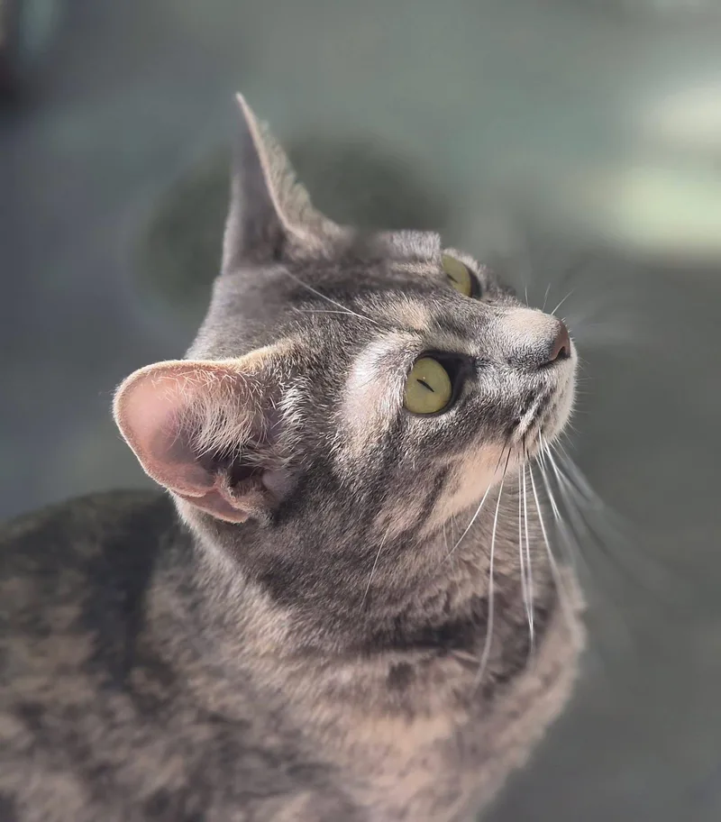 An adult medium-sized female Domestic Short Hair cat named Celeste for adoption in Sultan, WA