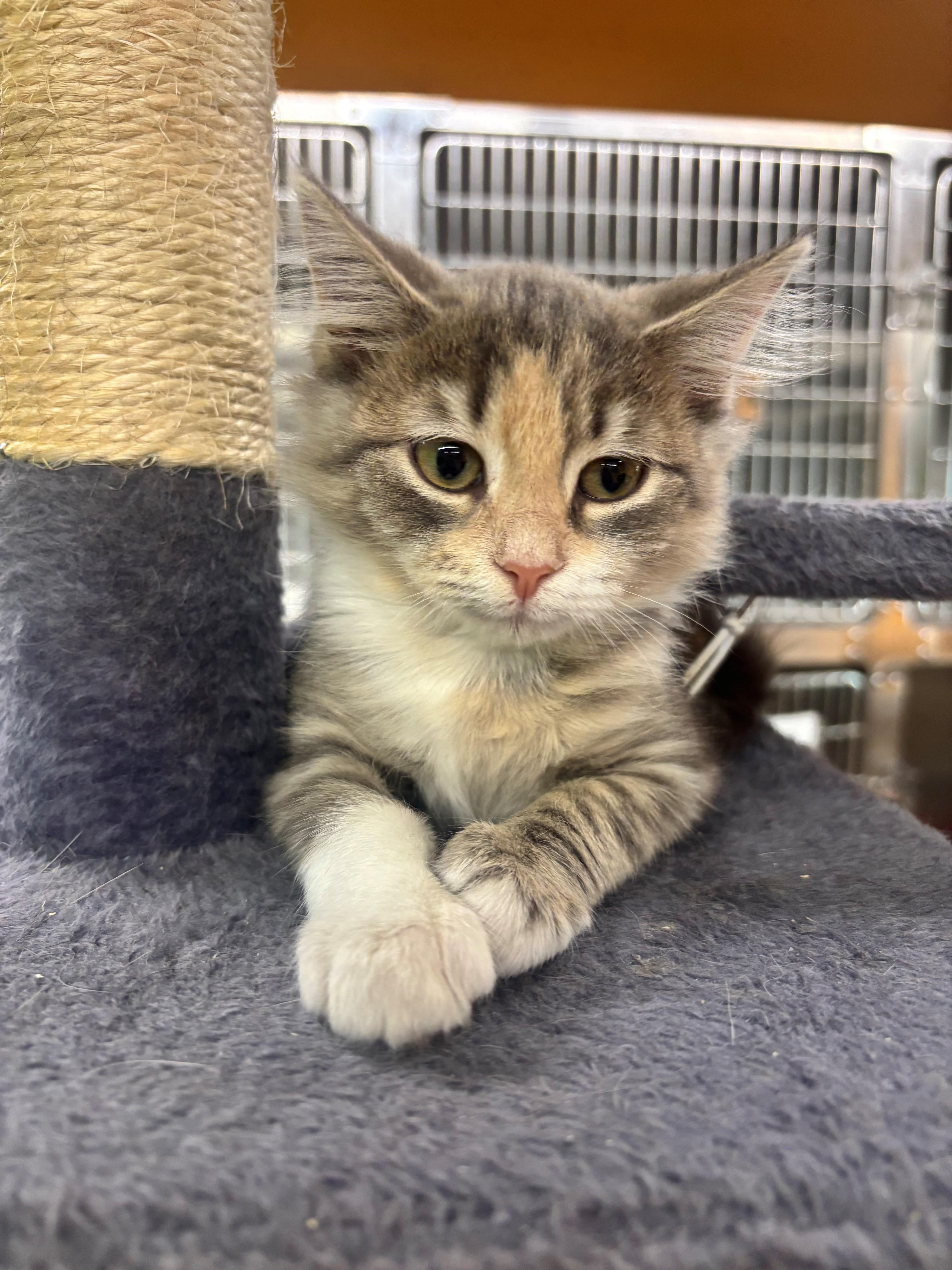 A baby medium-sized female Dilute Tortoiseshell Domestic Medium Hair cat named Atlas for adoption in Edison, NJ