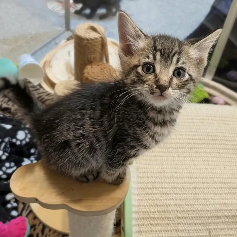 A baby small-sized male Brown / Chocolate Domestic Short Hair cat named Endeavour for adoption in Sioux Falls, SD