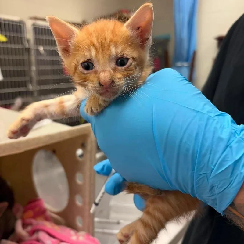 A baby small-sized male Orange / Red Domestic Short Hair cat named Marco for adoption in Bastrop, TX