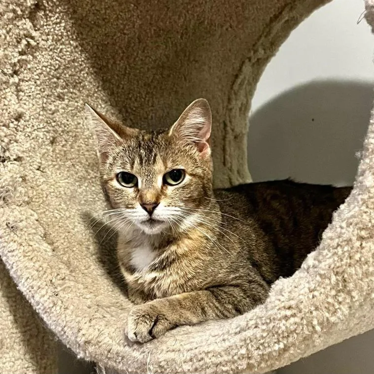 A young medium-sized female Brown / Chocolate Domestic Short Hair cat named Miranda for adoption in Duck River, TN