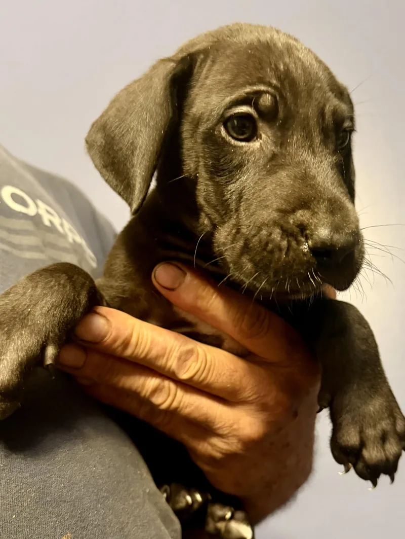 A baby extra large-sized male Black Great Dane dog named Cairo for adoption in Maryville, TN
