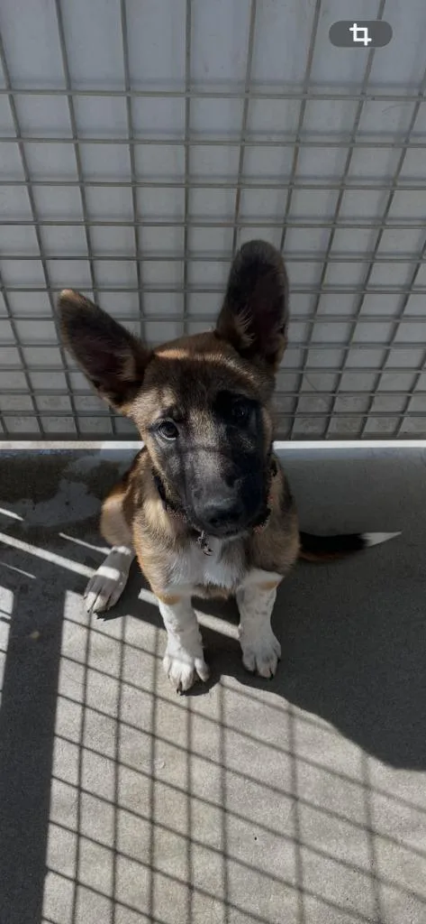 A baby medium-sized male German Shepherd Dog dog named King for adoption in Newman, CA