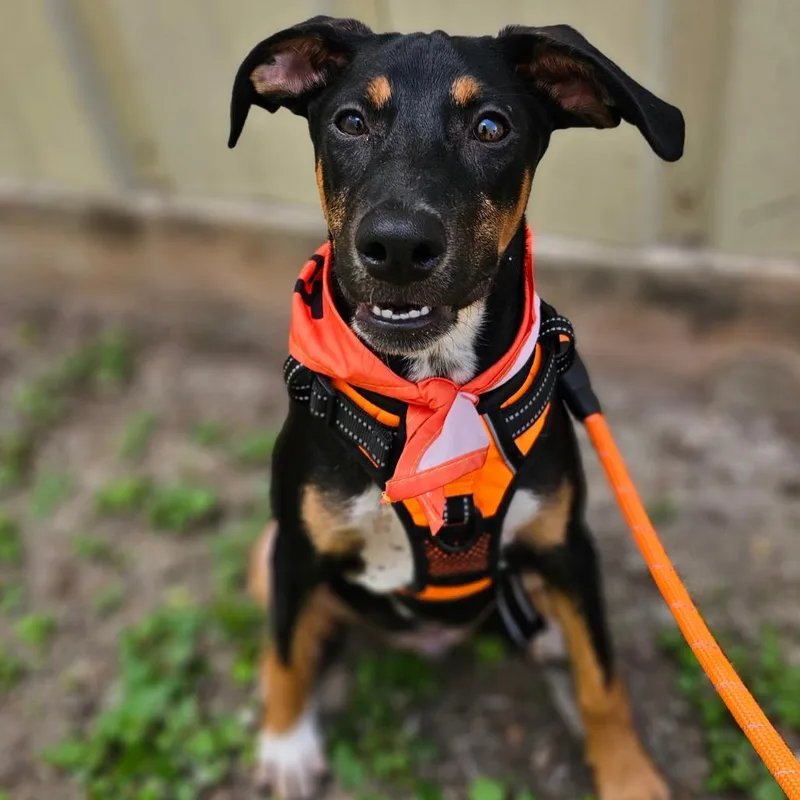 A baby medium-sized male Black Terrier dog named Cody LB for adoption in Austin, TX