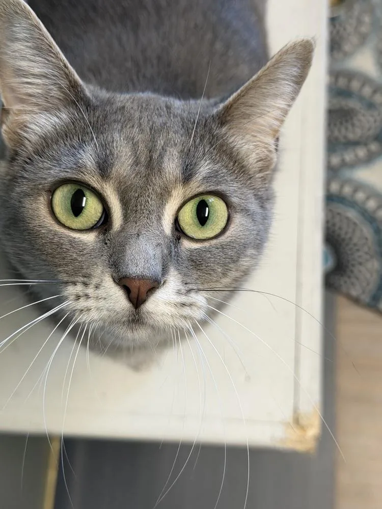 An adult medium-sized female Domestic Short Hair cat named Penny for adoption in Plymouth, MI