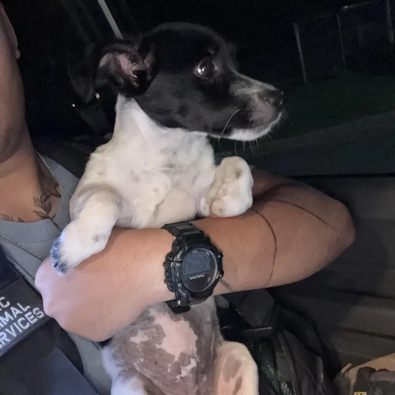 A baby small-sized male Black Mixed Breed dog named Wiley for adoption in Chattanooga, TN