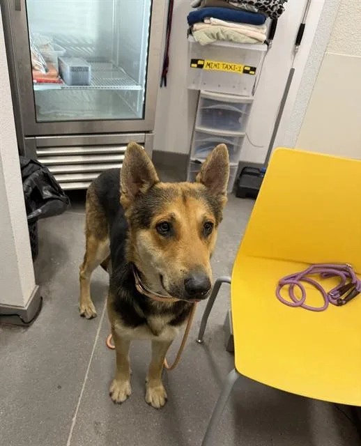 An adult medium-sized male German Shepherd Dog dog named Roy for adoption in Mesa, AZ