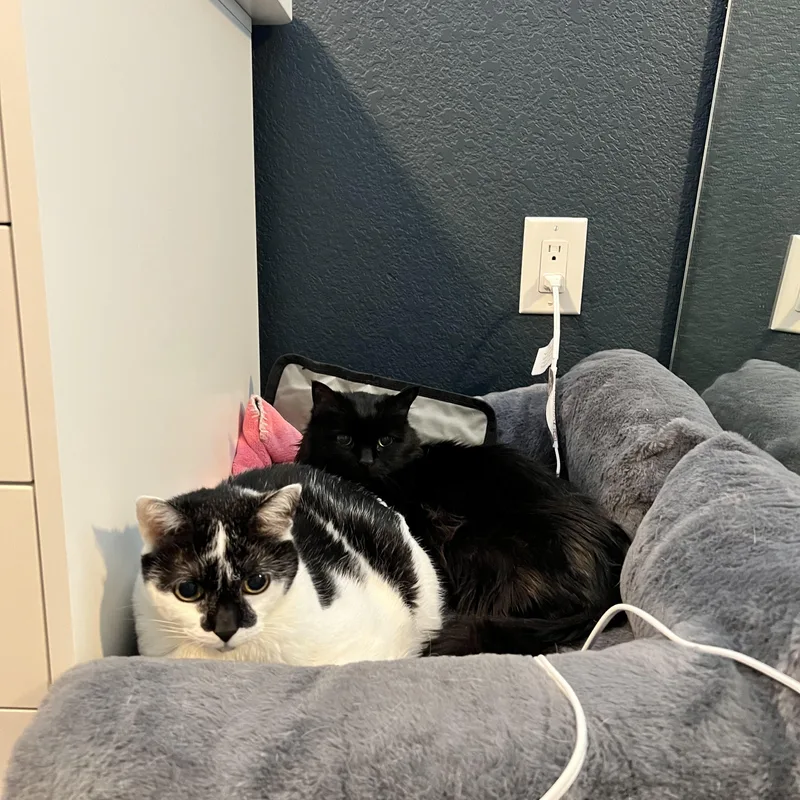 Smudge In Co  thumbnail 3