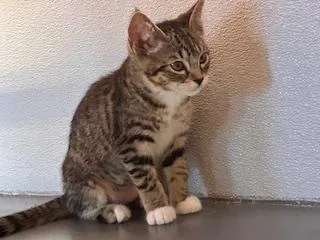 A baby medium-sized female Tabby (Brown / Chocolate) Domestic Short Hair cat named Shirley for adoption in Winter Haven, FL