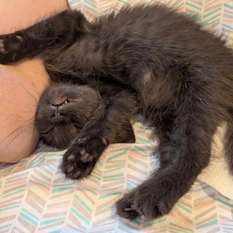 A baby small-sized female Black Domestic Short Hair cat named Yellow Polka Dot Bikini for adoption in Morrison, CO
