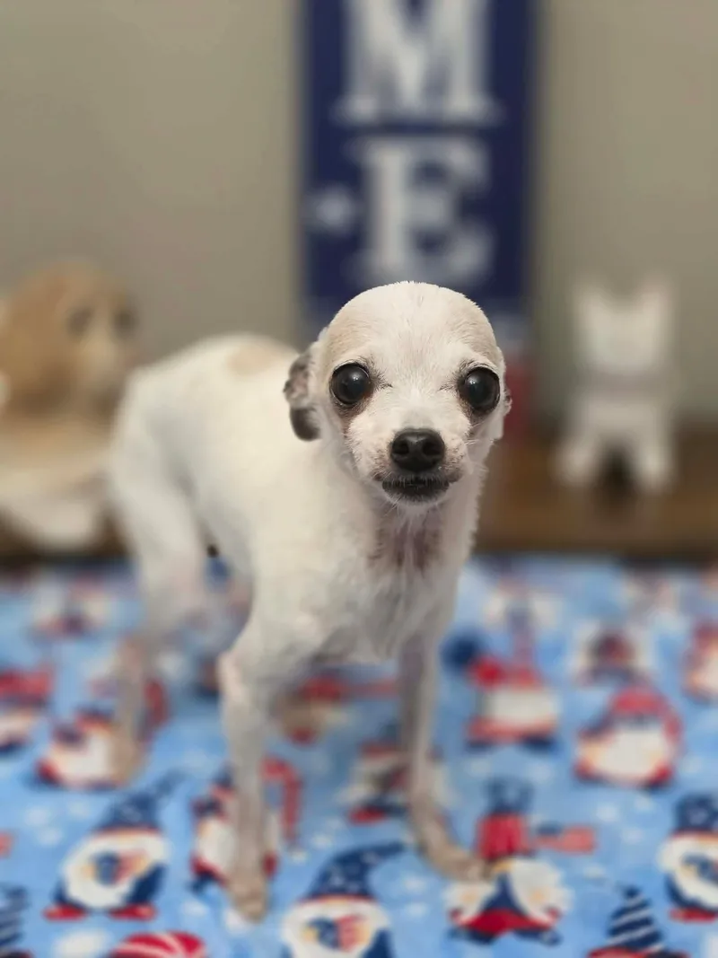 An adult small-sized male Apricot / Beige Chihuahua dog named Taco for adoption in Eatontown, NJ