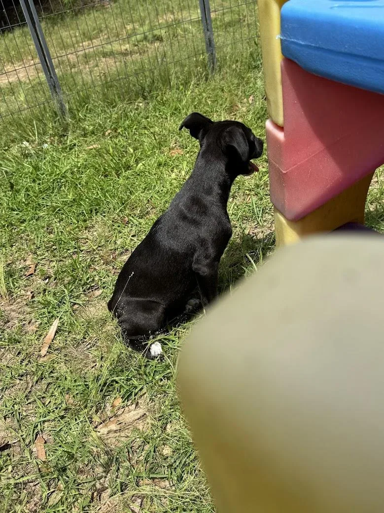 A young medium-sized female Pit Bull Terrier dog named Onyx for adoption in Fosters, AL