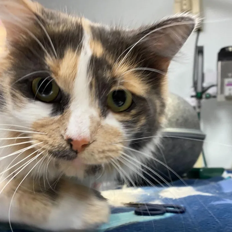 An adult medium-sized female Gray / Blue / Silver Domestic Long Hair cat named Hazel Autumn for adoption in Owosso, MI