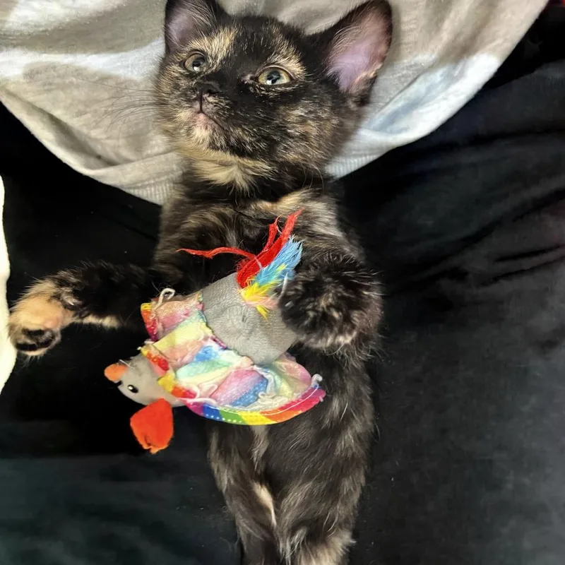 Curly Sue thumbnail 2