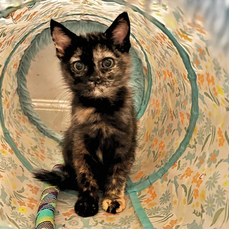 Curly Sue thumbnail 3