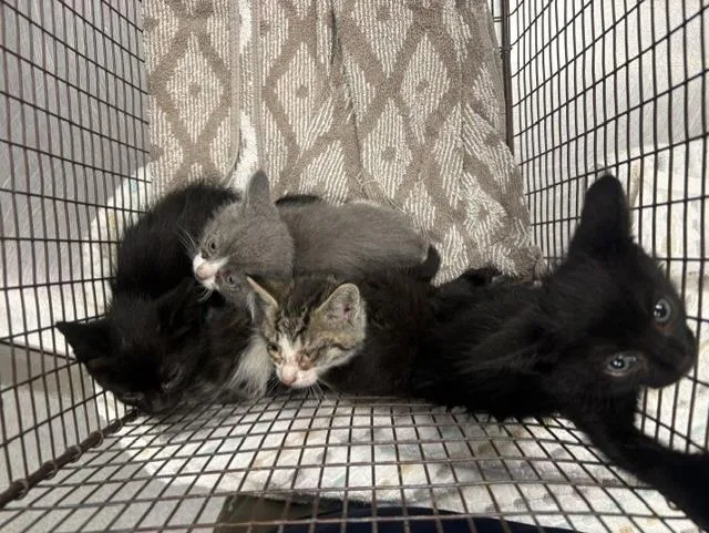 A baby small-sized male Domestic Short Hair cat named Coal for adoption in Tustin, CA